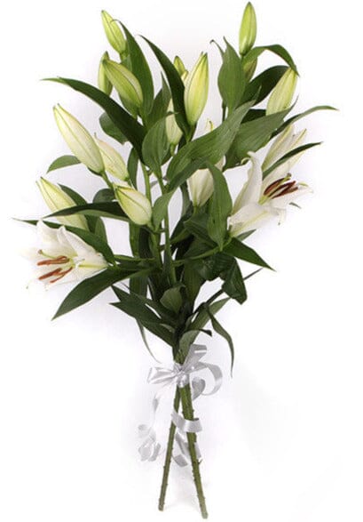 White Lily Tribute - Image 3