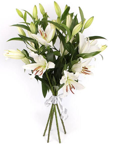 White Lily Tribute